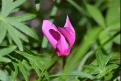 Il sentiero dei ciclamini